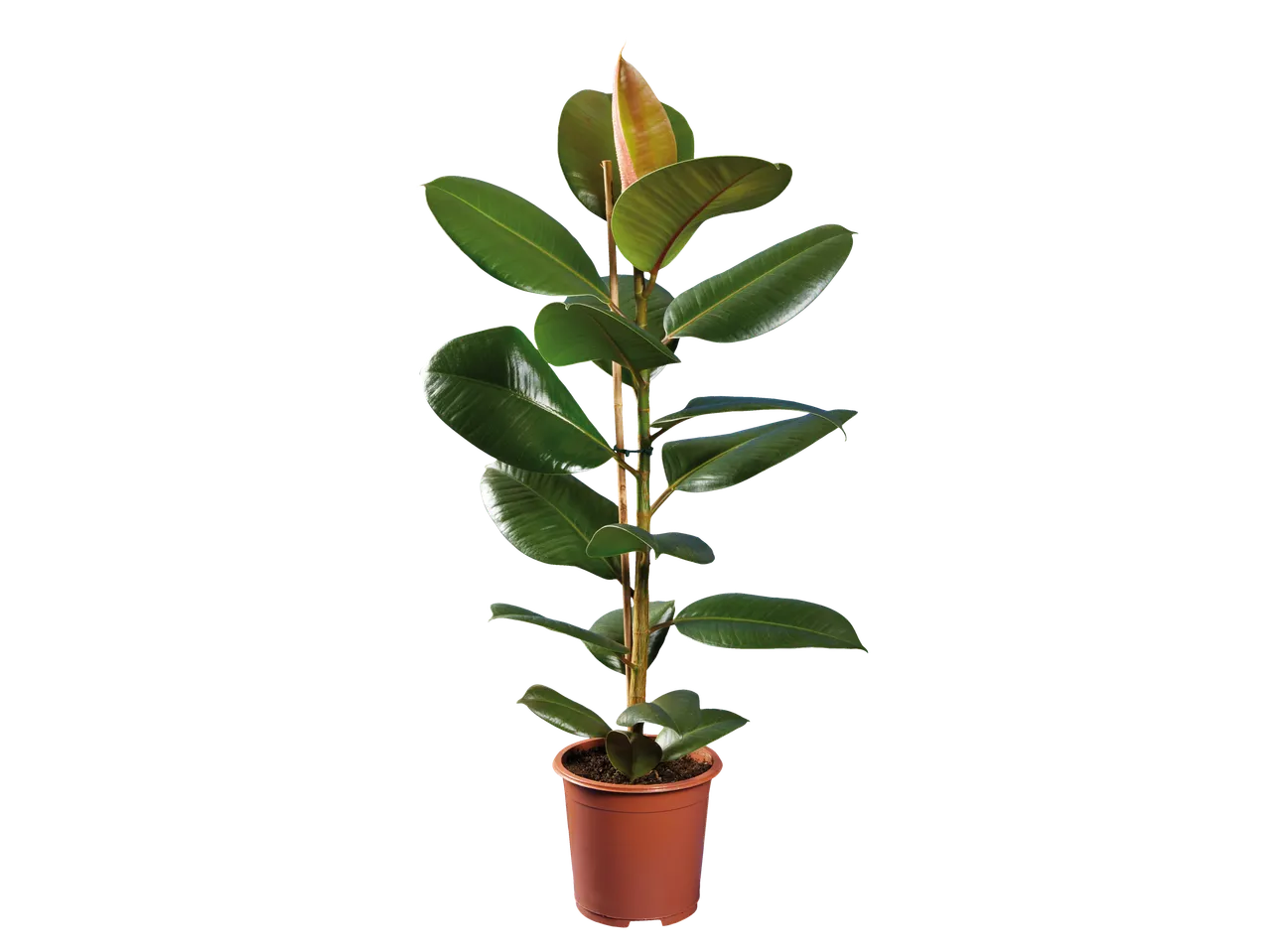 Rubberplant in pot.