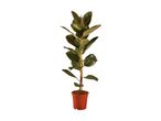A young rubber plant in a terracotta pot, isolated on a white background.
