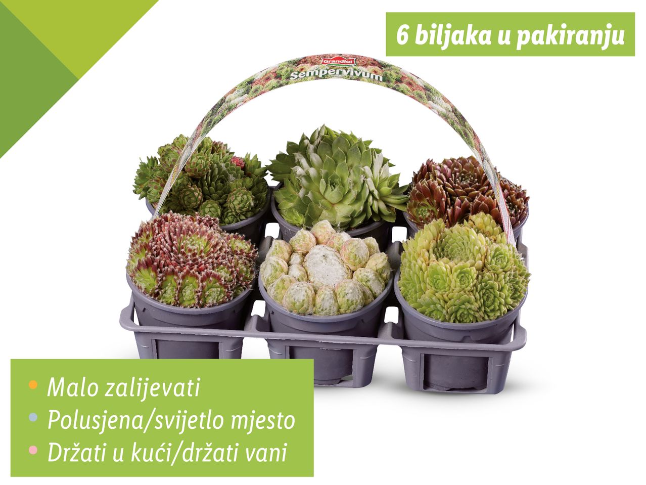 Šest sempervivum biljaka Grandiora u pakiranju za sadnju.