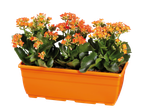 Jardinière orange avec des fleurs de kalanchoe orange.