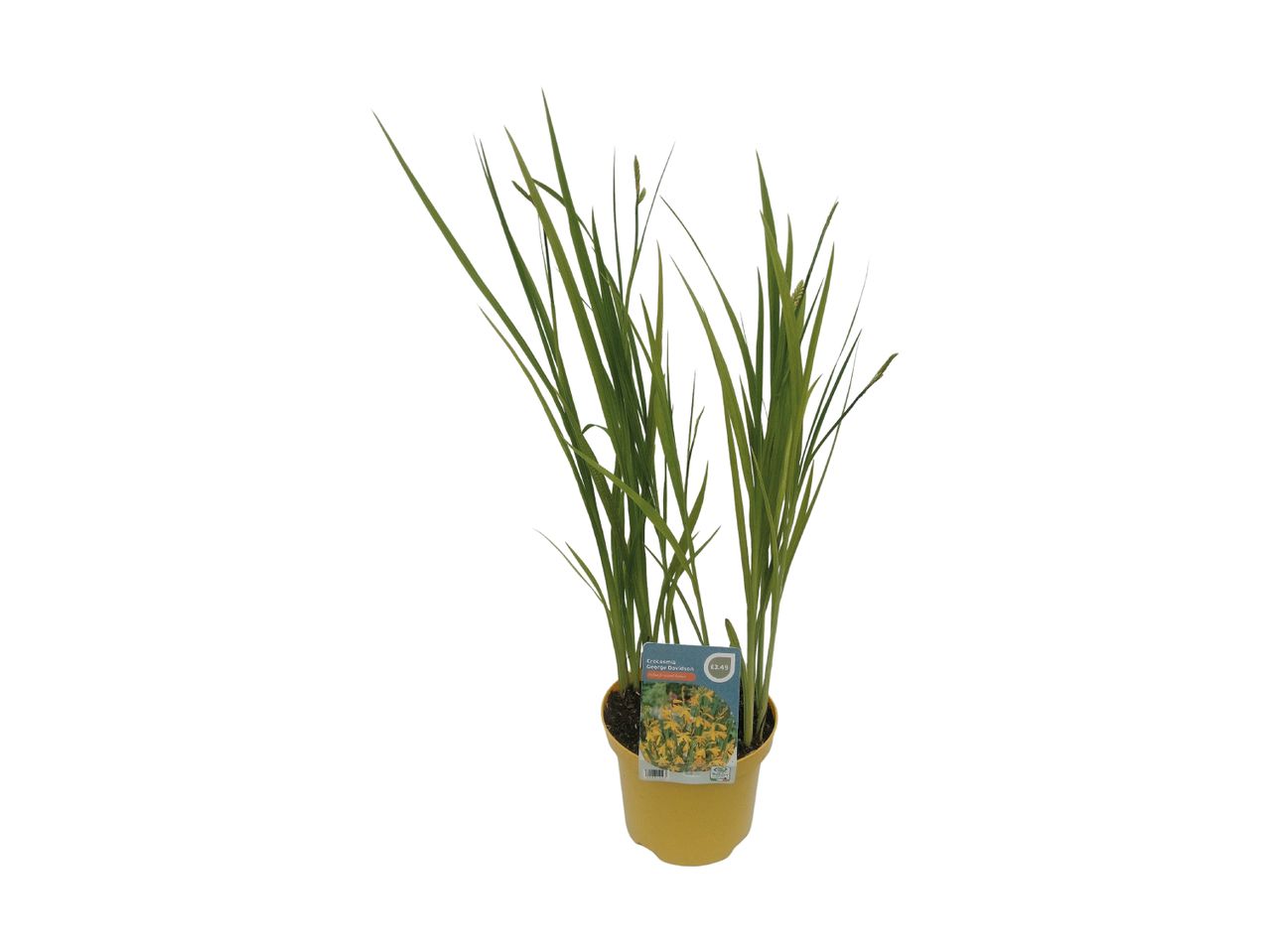 Potted Crocosmia 'George Davidson' plant with green leaves and a price tag.
