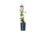 Clematis 'Pila' plant in pot with bamboo support.