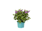 A potted Hebe plant with vibrant green leaves and purple flowers on a black background.