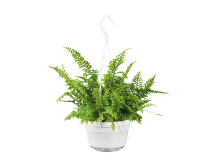 Indoor Hanging Basket