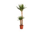 A Yucca plant with two trunks in a terracotta pot, isolated on a white background.