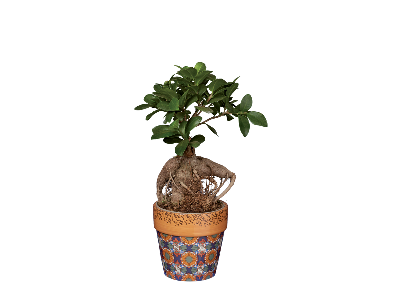Talavera Houseplant | Lidl