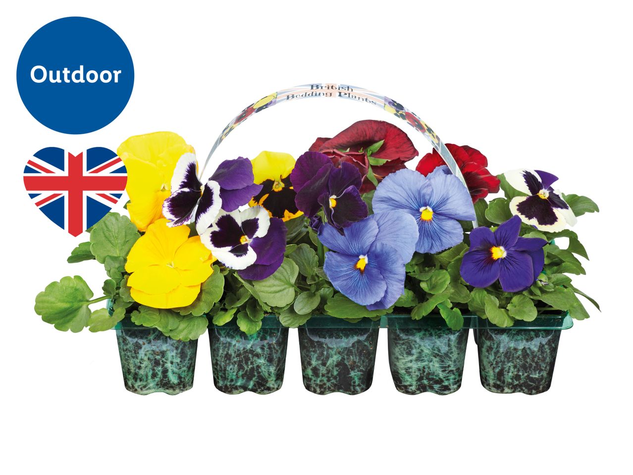 A pack of British bedding pansy plants in various colours with an outdoor label.