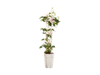 Clematis klimplant met witte bloemen in een witte pot