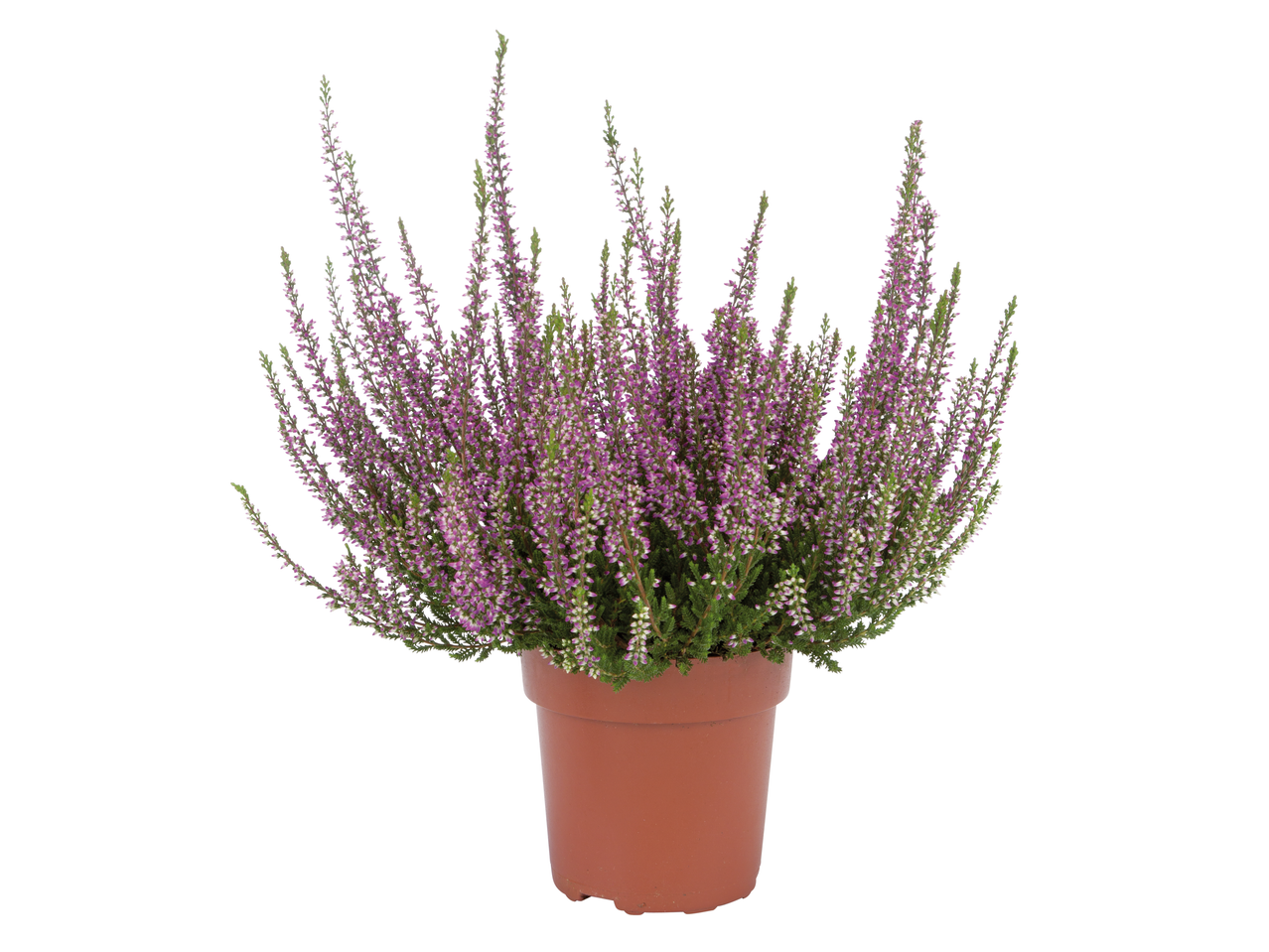 A potted heather plant with vibrant purple flowers and green foliage.