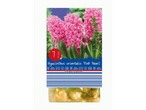 Holland Selection 'Pink Pearl' hyacinth bulbs.