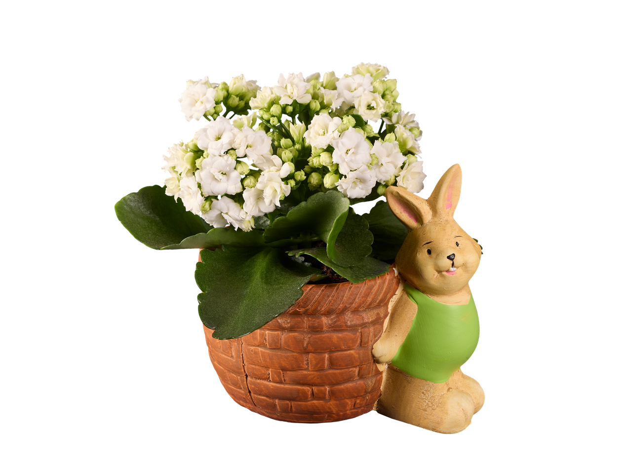 Plantă Kalanchoe cu flori albe într-un ghiveci în formă de iepuraș.