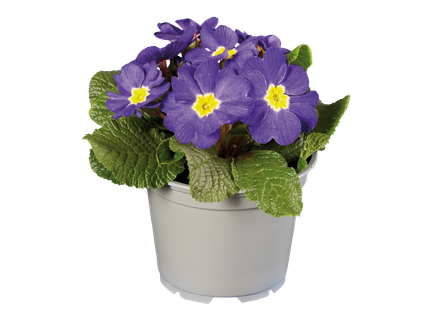 Nagyméretű primula*