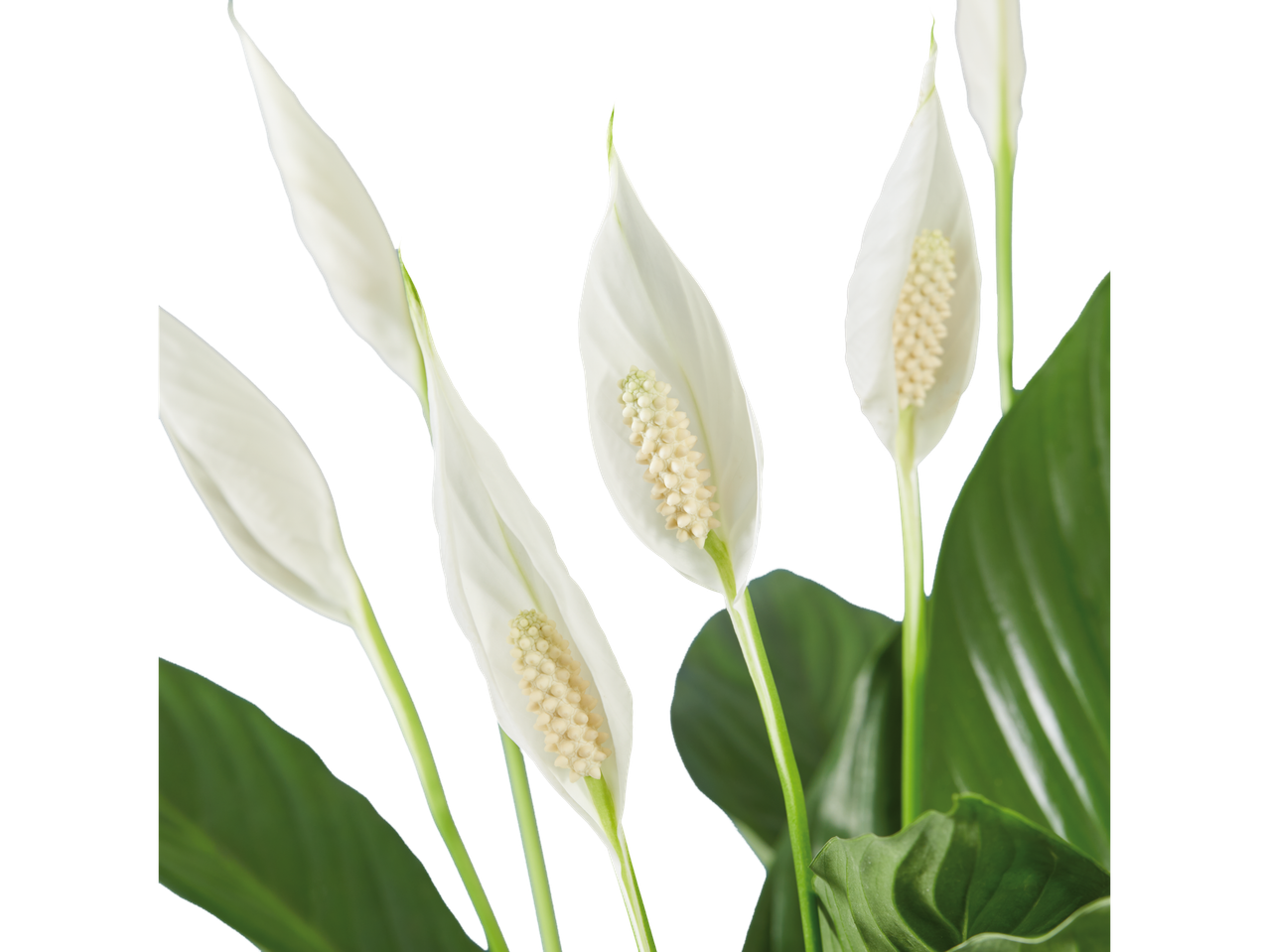 Close-up de flores brancas de lírio-da-paz.