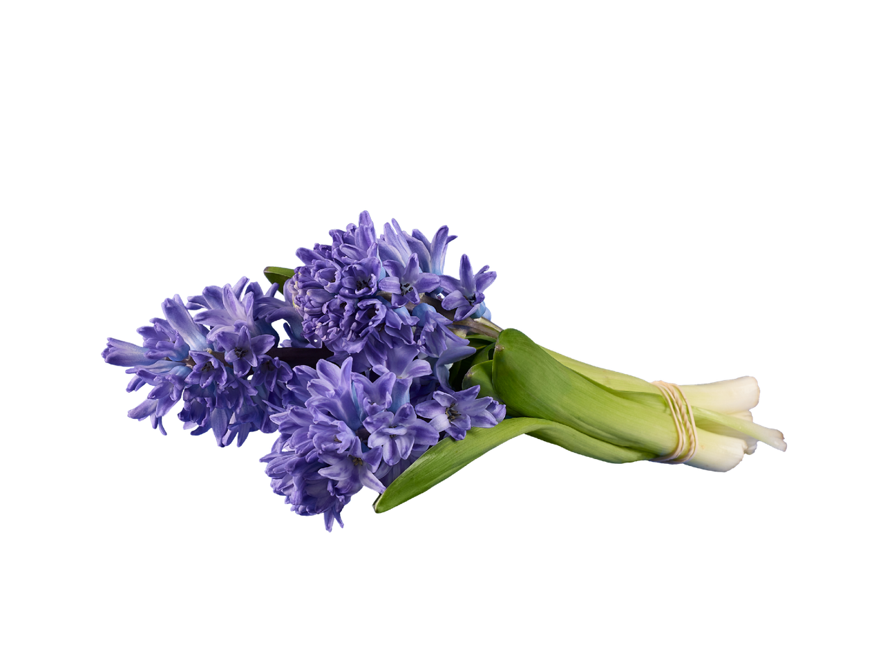 Букет от лилави зюмбюли със зелени стъбла, вързани с ластик, на черен фон.