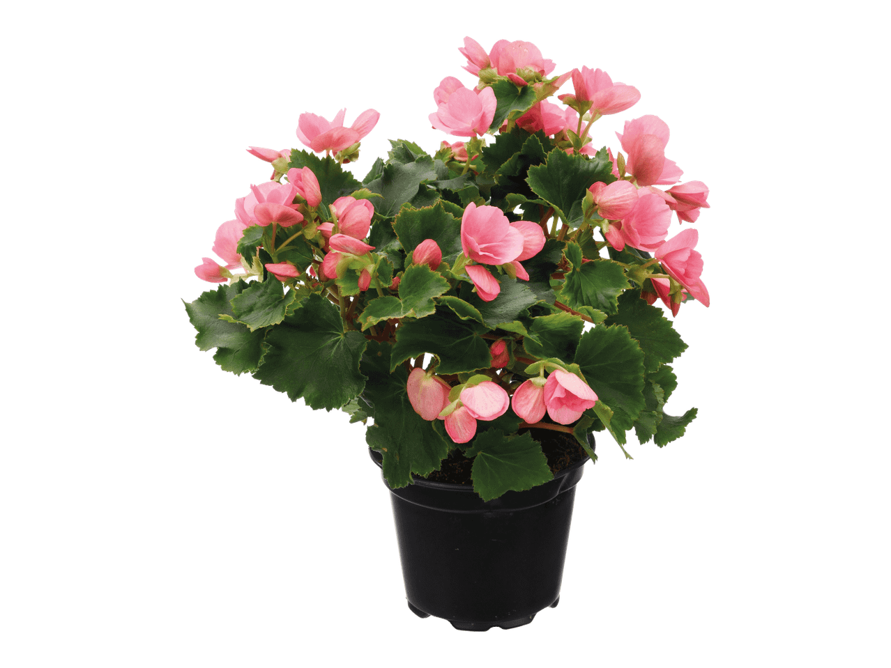 Kotimainen begonia betulia