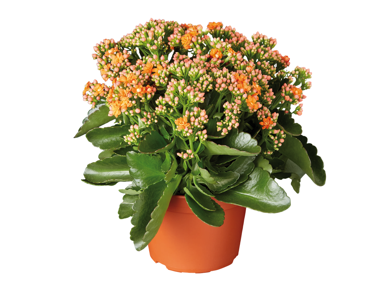 Plante en pot de Kalanchoe avec des fleurs orange et des bourgeons roses.