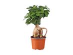 Bonsai-træ i en brun potte med grønne blade og en tyk stamme.