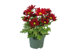 Een potplant met donkerrode chrysantenbloemen.
