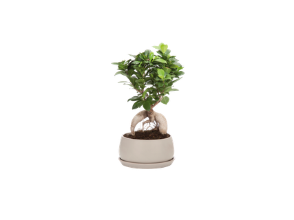 Bonsai d'exterieur en pot céramique ou laurier rose 3 couleurs