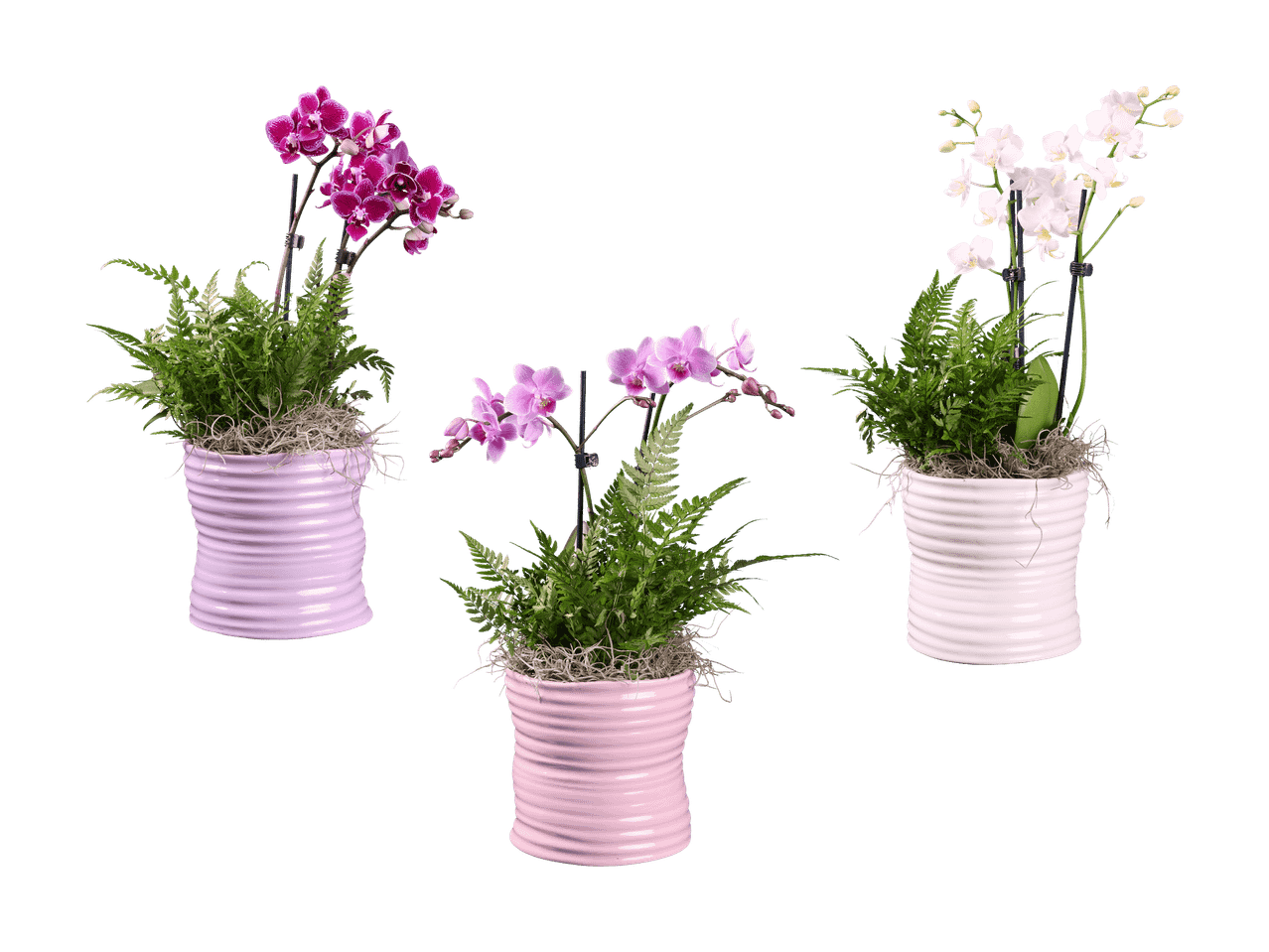 Drei Topf-Orchideen mit Farnen, zwei rosa und eine weiße, auf schwarzem Hintergrund.