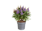 Vlinderstruik Butterfly Candy in pot met levendige paarse bloemen en groene bladeren.