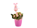 Plante Kalanchoé rose dans un pot rose, décoré d'un lapin rose.