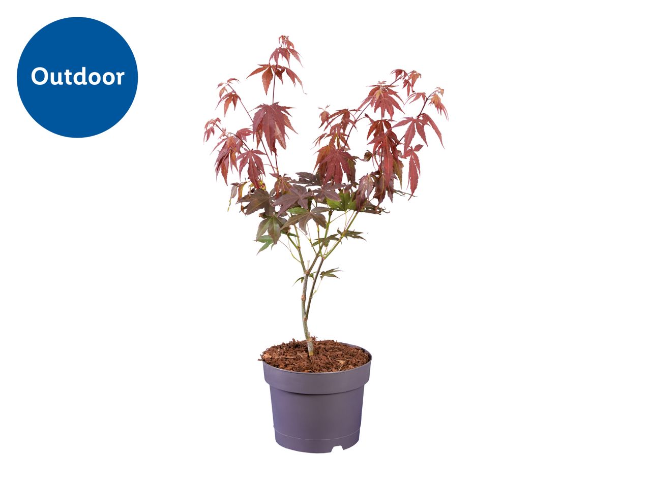 Outdoor potted Japanese maple tree with red leaves