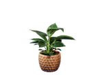 Planta verde em vaso de abacaxi.