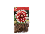 8 Dahlia Duet tubers, red and white bicolour.