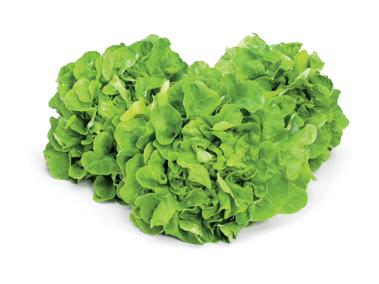Две глави свежа зелена салата, поставени една до друга на бял фон