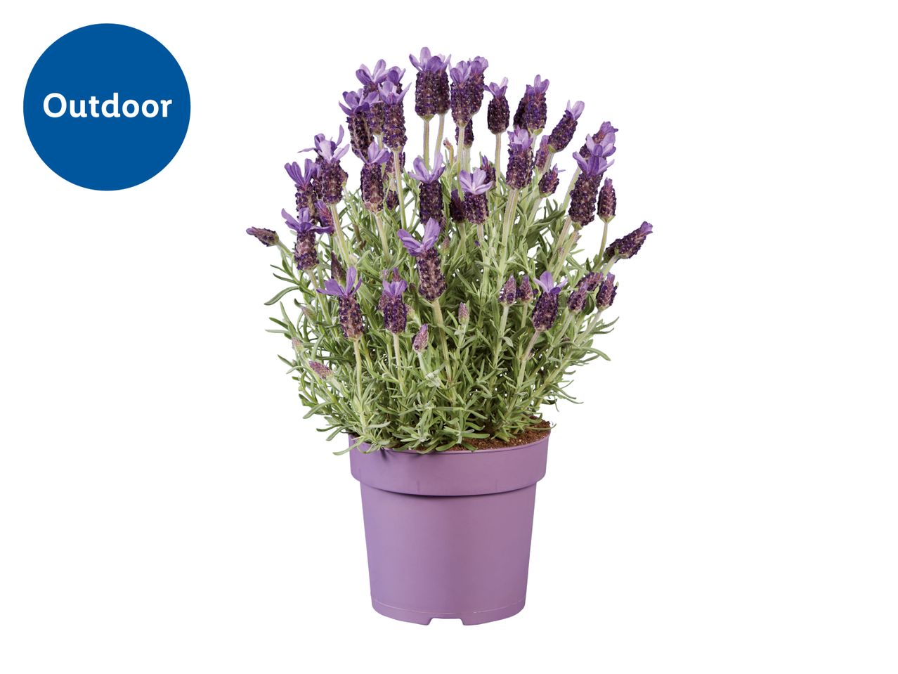 Potted lavender plant with purple flowers and green leaves, labeled 'Outdoor'.