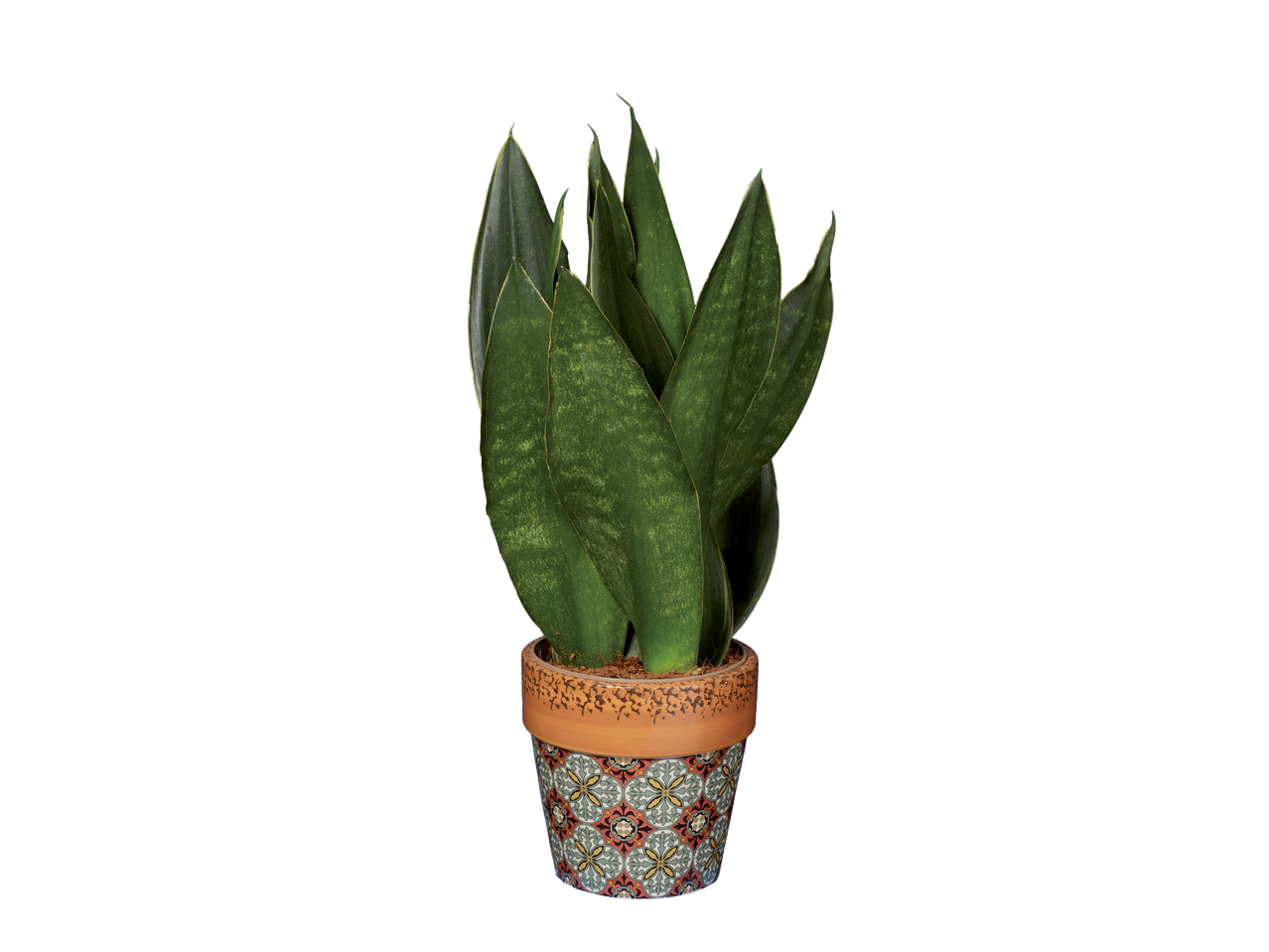 Talavera Houseplant | Lidl