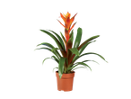 Planta de interior com flores laranja num vaso castanho.