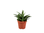 Aloë vera plant in pot.