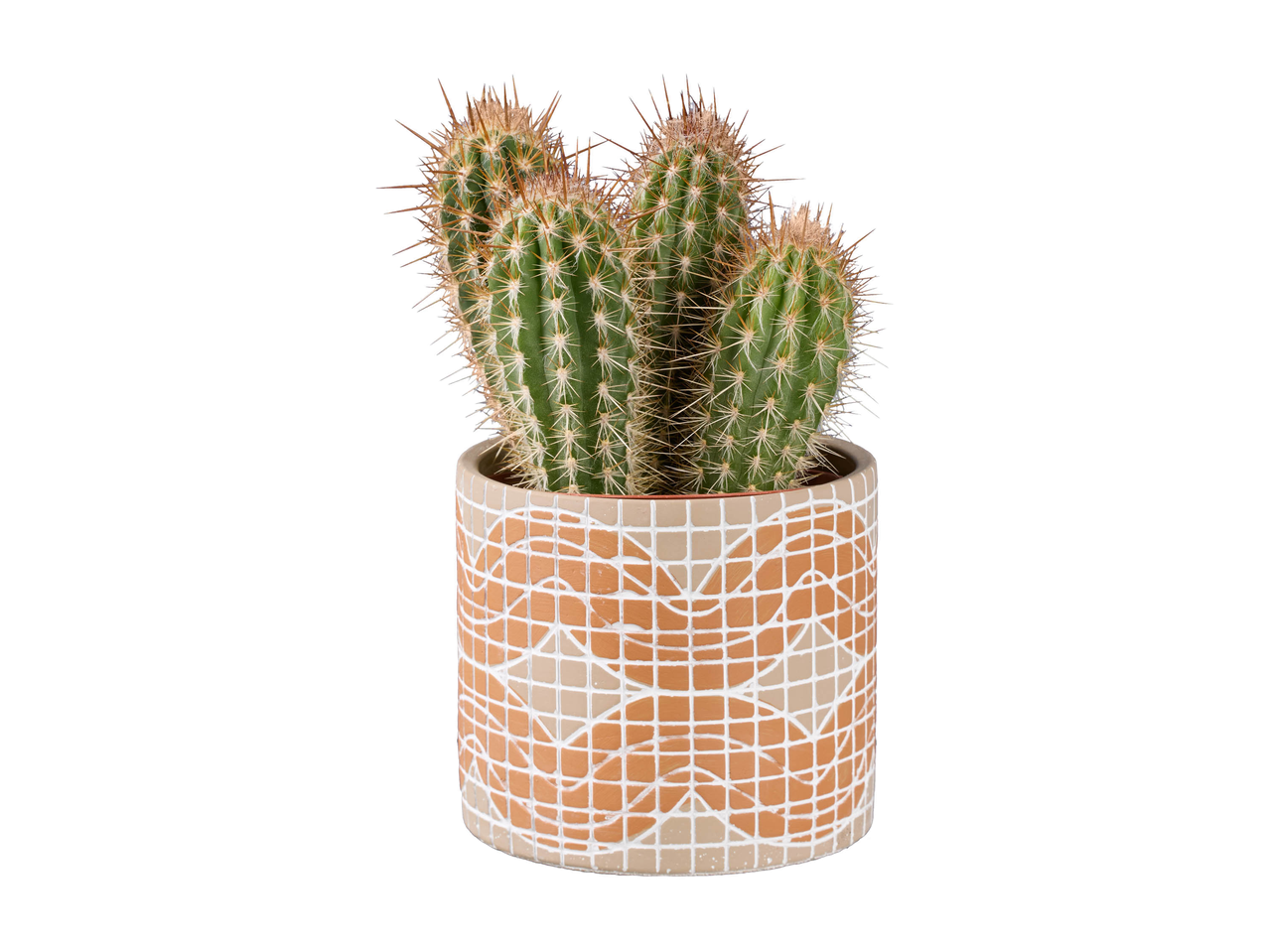 Cactus o succulente