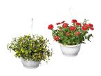 To hængekurve med blomster: en med gule blomster og en med røde blomster.
