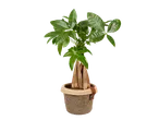 Árvore da fortuna em vaso trançado.