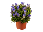 Een geplante plant met blauwe gentianen.