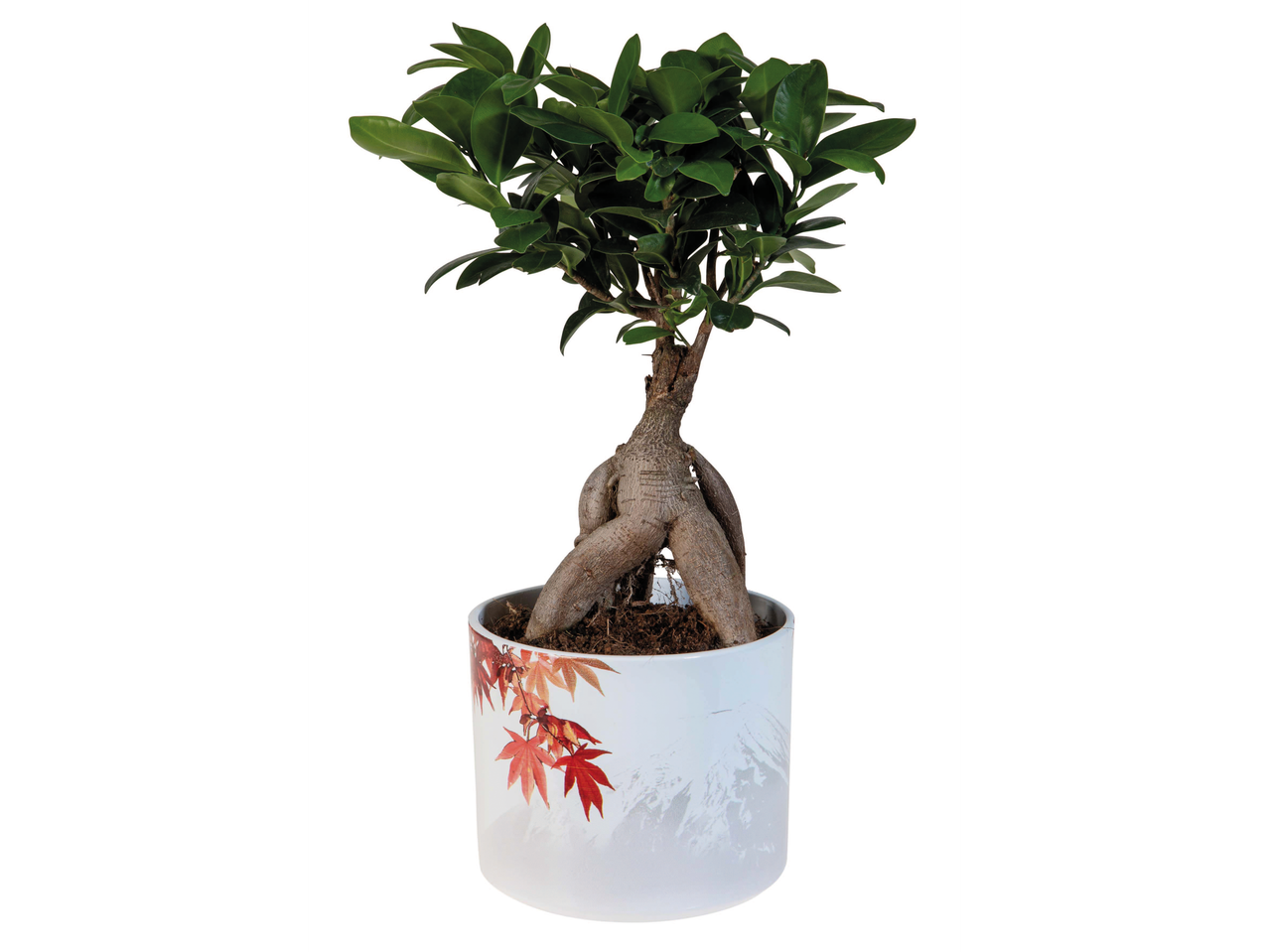 Bonsai in een pot met een ontwerp van esdoornbladeren en bergen.