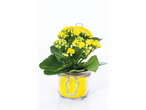 Un Kalanchoe galben într-un borcan de sticlă galben.