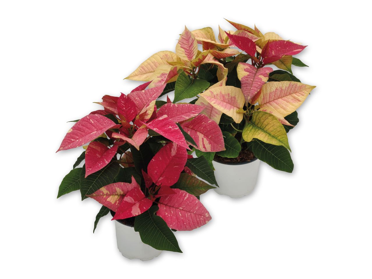 Two potted poinsettia plants with variegated pink, red, and cream leaves.
