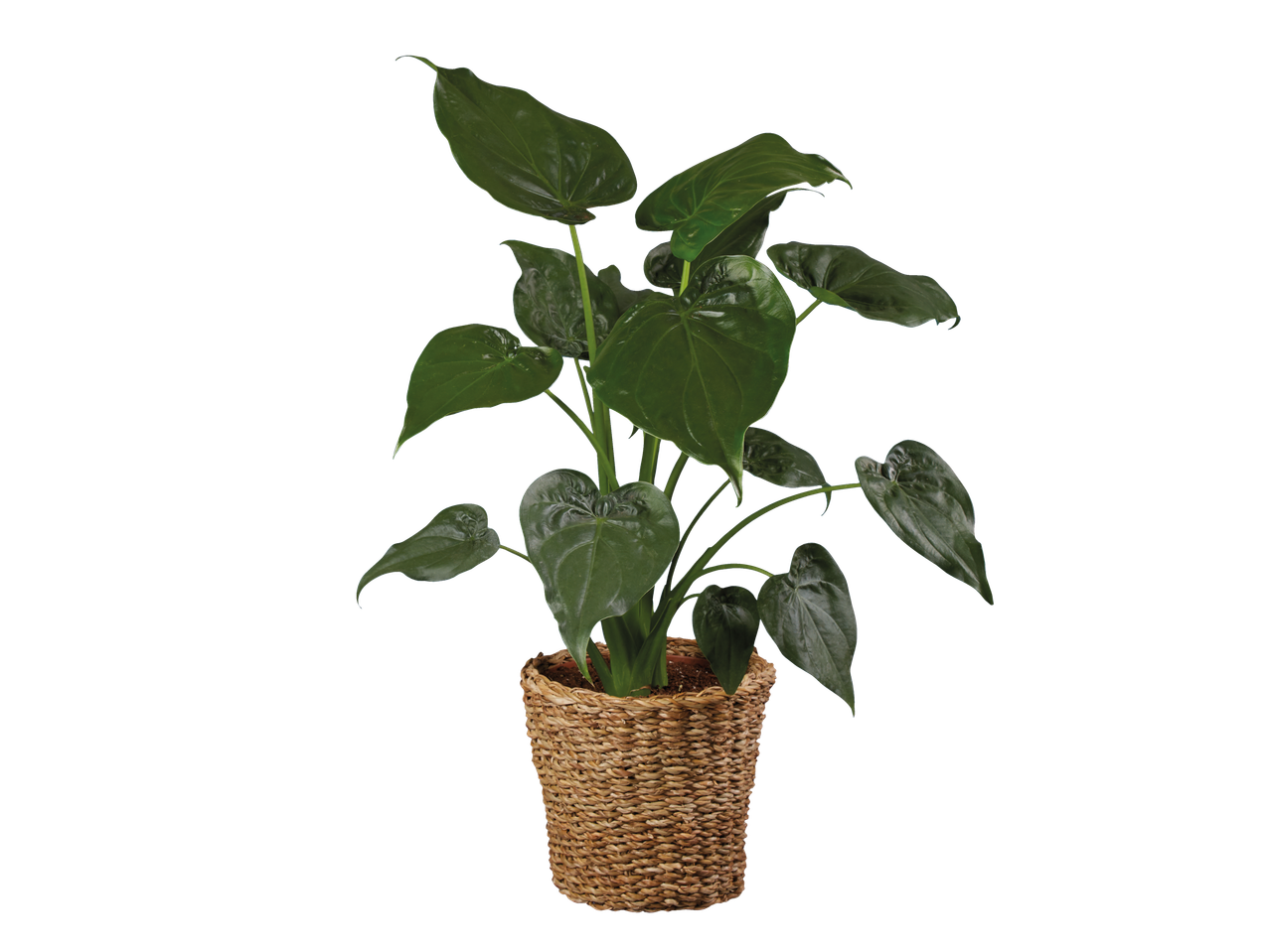 Weelderige groene plant in een bruine rieten pot