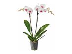 Two-stem white Phalaenopsis orchid in a pot.