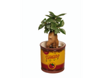 Planta em vaso com design de lata de sopa de tomate.