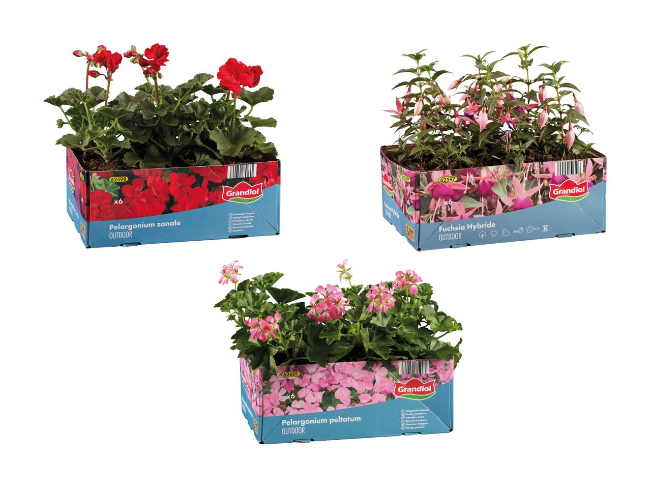 Tre kasser med blomster: røde pelargonier, lyserøde fuchsiaer og lyserøde hængepelargonier.