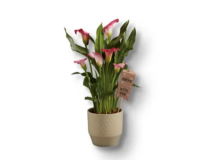 Happy Calla
