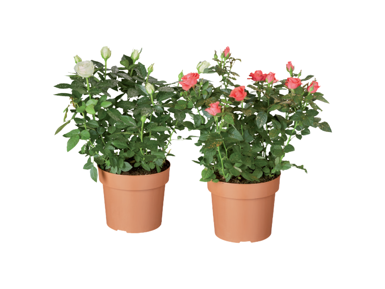 Divi podi ar miniatūrām rozēm: balti un rozā ziedpumpuri