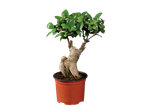 Uma pequena árvore bonsai em um vaso laranja.