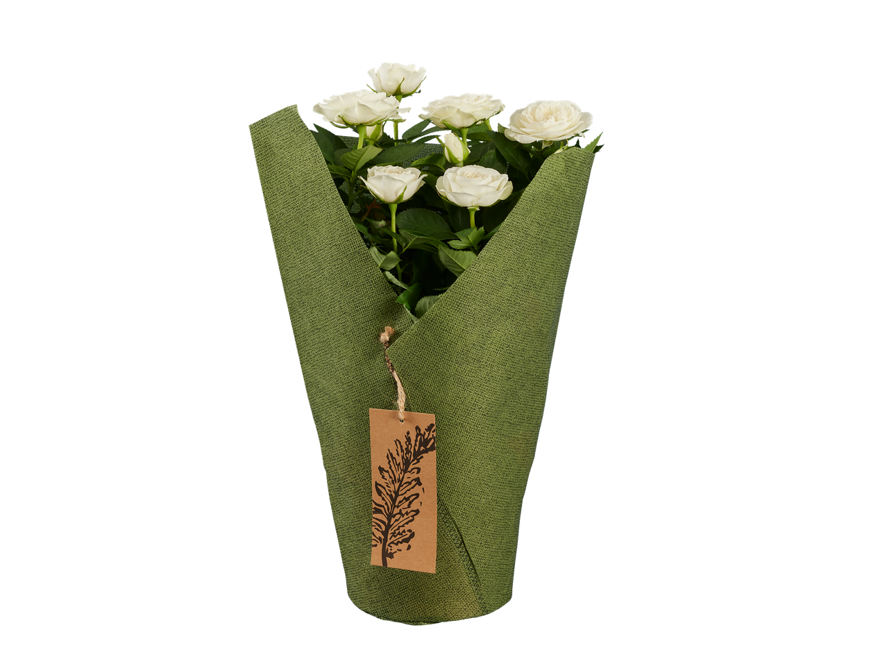 Potted white roses in a green sleeve with a brown tag