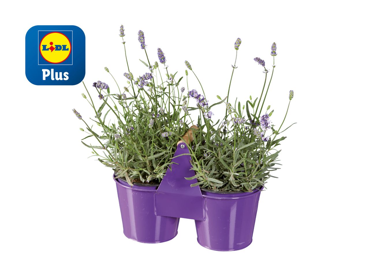 Deux plants de lavande dans un pot violet Lidl Plus.
